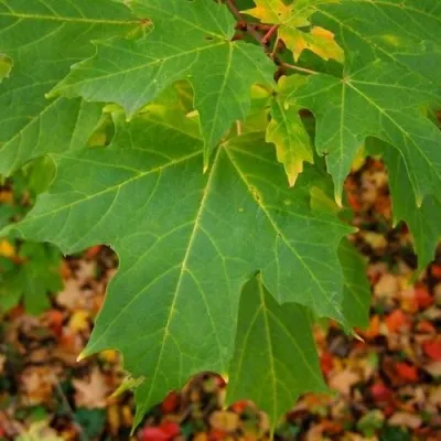 Клен сахарный — описание сорта Клен сахарный в Москве