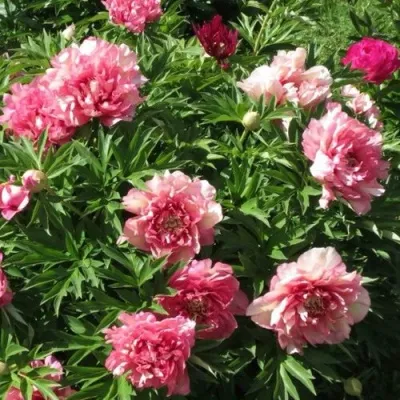 Пион ХИЛЛАРИ ито-гибрид — описание сорта Пион ХИЛЛАРИ ито-гибрид в Москве