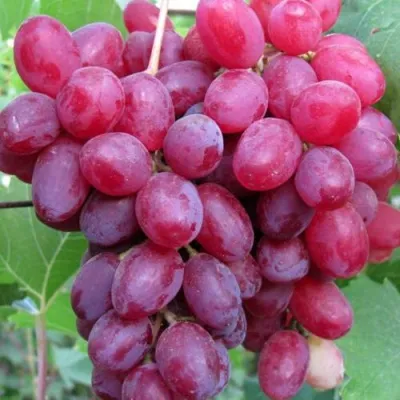 Виноград КИШМИШ ВЕЛЕС — описание сорта Виноград КИШМИШ ВЕЛЕС в Москве