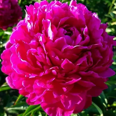 саженцы пиона саженцы пиона