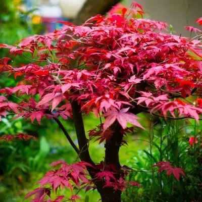 Клен дланевидный АТРОПУРПУРЕУМ — описание сорта Клен дланевидный АТРОПУРПУРЕУМ в Москве