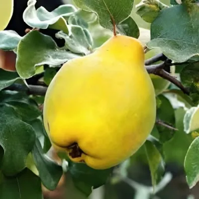 Айва МИР — описание сорта Айва МИР в Москве