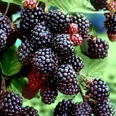 Ежевика ЭВЕРГРИН бесшипная — описание сорта Ежевика ЭВЕРГРИН бесшипная в Москве