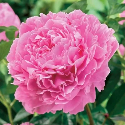 Пион МИСС ЭКХАРТ травянистый — описание сорта Пион МИСС ЭКХАРТ травянистый в Москве