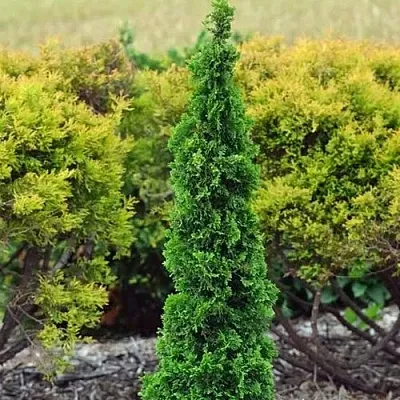 Туя СПИРАЛИС МИНИ западная  Туя СПИРАЛИС МИНИ западная в Москве