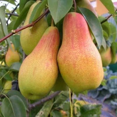 Груша ЧУДЕСНИЦА — описание сорта Груша ЧУДЕСНИЦА в Москве