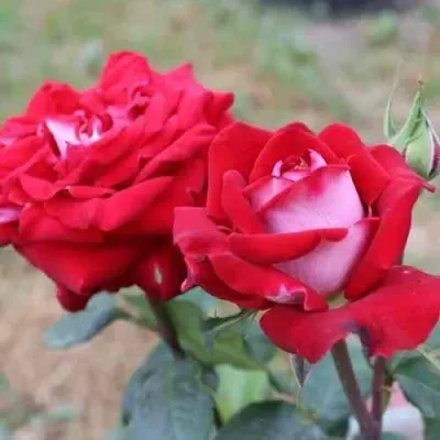 Саженцы роз АЛЬЯНС чайно-гибридная — описание сорта Саженцы роз АЛЬЯНС чайно-гибридная в Москве