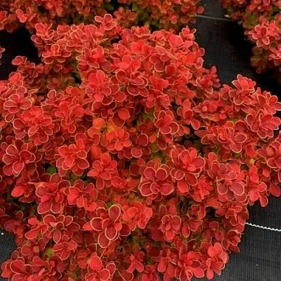 Барбарис РЕД ХОТ ЧИЛИ тунберга  Барбарис РЕД ХОТ ЧИЛИ тунберга в Москве