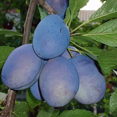 Слива ОДА — описание сорта Слива ОДА в Москве