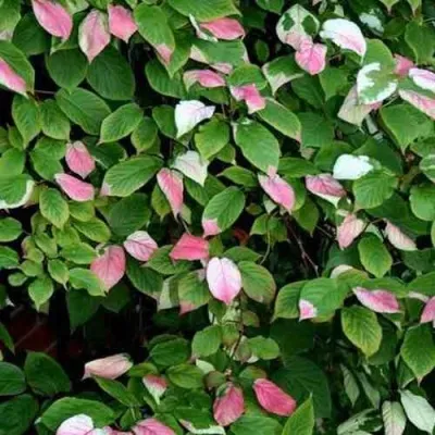 Актинидия АДАМ (МУЖСКАЯ) — описание сорта Актинидия АДАМ (МУЖСКАЯ) в Москве