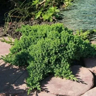 Можжевельник АВАСИ лежачий  Можжевельник АВАСИ лежачий в Москве