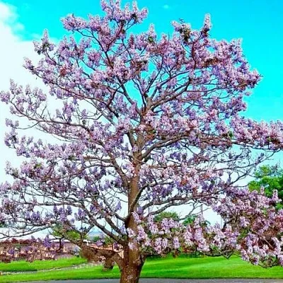 Павловния  Павловния в Москве