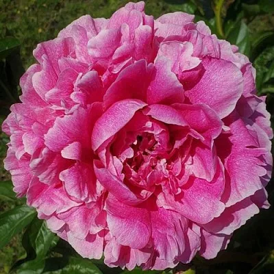 Пион ЗЕ ФОН травянистый  Пион ЗЕ ФОН травянистый в Москве