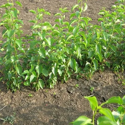 Подвой вишни АНТИПКА  Подвой вишни АНТИПКА в Москве