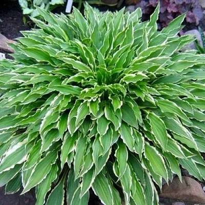 Хоста СТИЛЕТТО Хоста СТИЛЕТТО