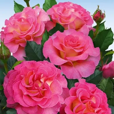 Саженцы роз ПИНК ПАРАДАЙЗ чайно-гибридная — описание сорта Саженцы роз ПИНК ПАРАДАЙЗ чайно-гибридная в Москве