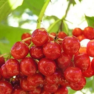 Калина КИЕВСКАЯ САДОВАЯ  Калина КИЕВСКАЯ САДОВАЯ в Москве