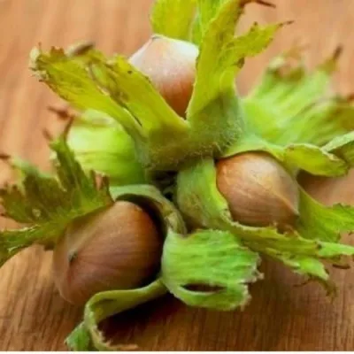 Фундук ГИГАНТ ТАМБОВСКИЙ — описание сорта Фундук ГИГАНТ ТАМБОВСКИЙ в Москве