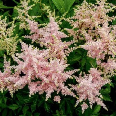 Астильба СЕСТРА ТЕРЕЗА Арендса — описание сорта Астильба СЕСТРА ТЕРЕЗА Арендса в Москве