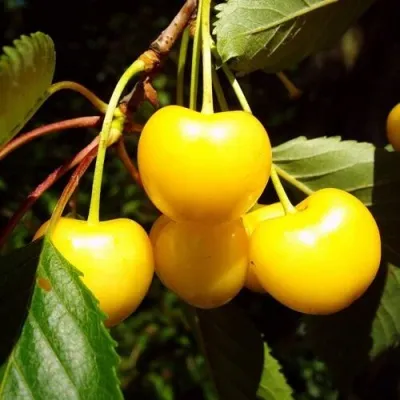 Черешня ЖУРБА — описание сорта Черешня ЖУРБА в Москве