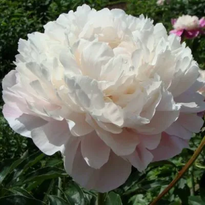 Пион ВОГ травянистый — описание сорта Пион ВОГ травянистый в Москве