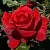 Саженцы роз КРАСНАЯ МАГИЯ чайно-гибридная в Москве