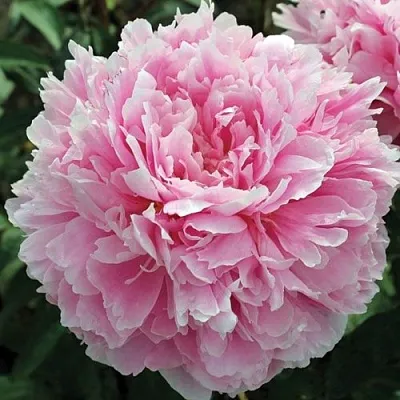 Пион ПИЛЛОУ ТОК травянистый  Пион ПИЛЛОУ ТОК травянистый в Москве