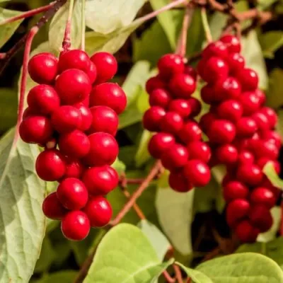 Лимонник КОСТИК китайский — описание сорта Лимонник КОСТИК китайский в Москве