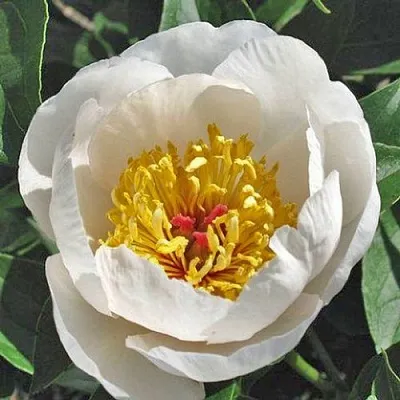 Пион РЕКВИЕМ травянистый  Пион РЕКВИЕМ травянистый в Москве