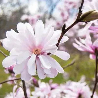 Магнолия РОЗЕЯ  Магнолия РОЗЕЯ в Москве