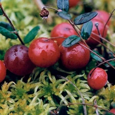 Клюква МАК ФАРЛИН  Клюква МАК ФАРЛИН в Москве