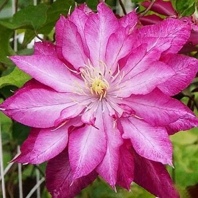 Клематис КАЕН  Клематис КАЕН в Москве