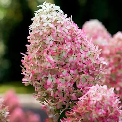 Гортензия РОЯЛ ФЛОВЕР метельчатая  Гортензия РОЯЛ ФЛОВЕР метельчатая в Москве