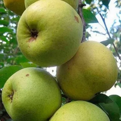 Груша РОГНЕДА — описание сорта Груша РОГНЕДА в Москве