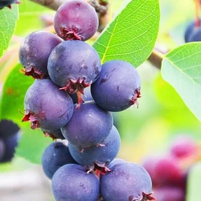 Ирга СМОУКИ  Ирга СМОУКИ в Москве