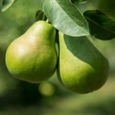 Груша Г-1 колонновидная — описание сорта Груша Г-1 колонновидная в Москве