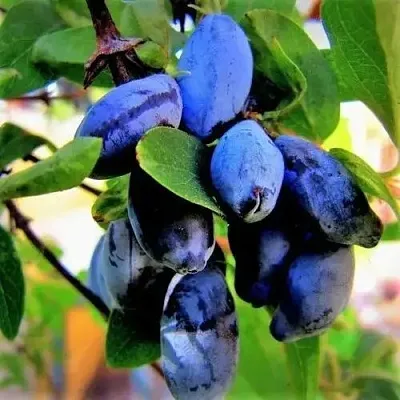 саженцы жимолости саженцы жимолости