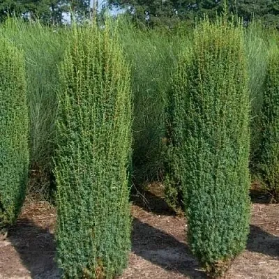 Можжевельник ХИБЕРНИКА обыкновенный  Можжевельник ХИБЕРНИКА обыкновенный в Москве