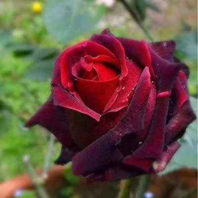 Саженцы роз НОРИТА чайно-гибридная — описание сорта Саженцы роз НОРИТА чайно-гибридная в Москве