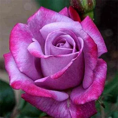 Саженцы роз ПАРАДИЗ чайно-гибридная  Саженцы роз ПАРАДИЗ чайно-гибридная в Москве