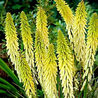 Книфофия ЛИТТЛ МЕЙД гибридная  Книфофия ЛИТТЛ МЕЙД гибридная в Москве