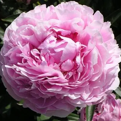 Пион ША-ЛА травянистый  Пион ША-ЛА травянистый в Москве