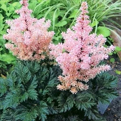Астильба ЛИЛИПУТ курчавая  Астильба ЛИЛИПУТ курчавая в Москве