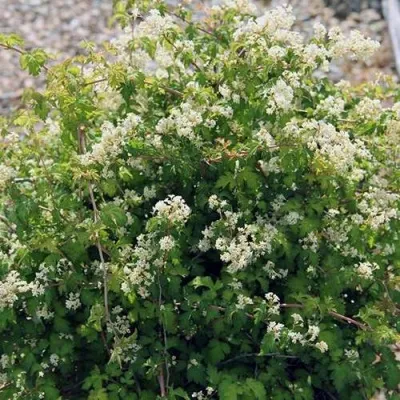 Стефанандра КРИСПА надрезаннолистная в Москве