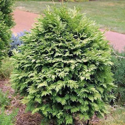 Туя ВАРЕАНА ЛЮТЕСЦЕНС западная  Туя ВАРЕАНА ЛЮТЕСЦЕНС западная в Москве