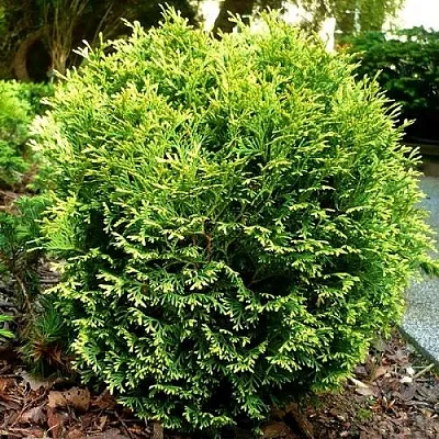 Туя ВОТЕРФИЛД западная  Туя ВОТЕРФИЛД западная в Москве