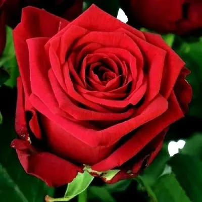 Саженцы роз РЕД НАОМИ чайно-гибридная — описание сорта Саженцы роз РЕД НАОМИ чайно-гибридная в Москве