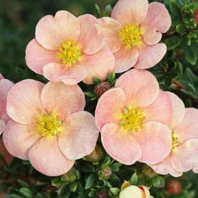 Лапчатка ДЕЙДАУН кустарниковая  — описание сорта Лапчатка ДЕЙДАУН кустарниковая  в Москве