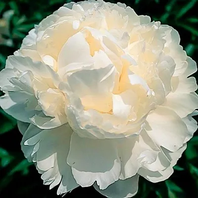 саженцы пиона саженцы пиона