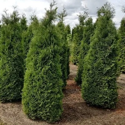 Туя ХОЛМСТРУП западная — описание сорта Туя ХОЛМСТРУП западная в Москве